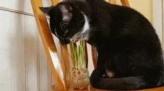 Ako odstaviť mačky kopať kvety v hrnci?